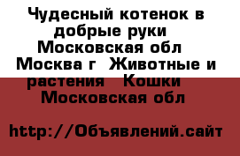 Чудесный котенок в добрые руки - Московская обл., Москва г. Животные и растения » Кошки   . Московская обл.